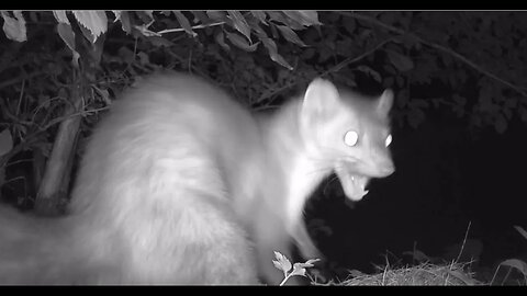 Brief encounters of various forest animals on camera | Trail camera | Wildlife |