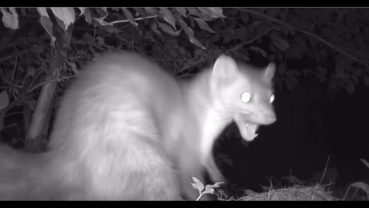 Brief encounters of various forest animals on camera | Trail camera | Wildlife |