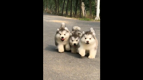 Cutest Puppies, Funny Puppy Video #cutepuppies
