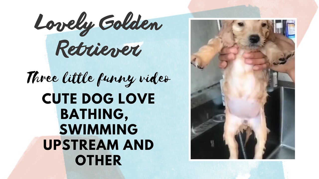 3 Funny videos of Golden Retriever , puppy love bathing, swimming upstream and other