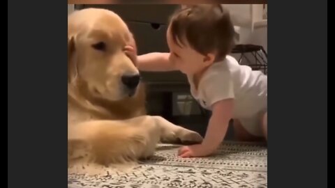 The world best babysitter !#🌟🌟shorts #goldenretriever #doglover ✨✨🐕🧸
