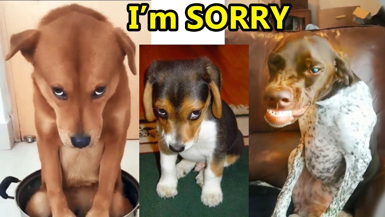 Watch these cute guilty pets ..try not to laugh (funny). Guilty Dogs Video Compilation 2020