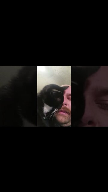 Cat missed his Daddy last night #youtubeshorts #cat #shortsfeed #shortsvideo #cutekitty #catshorts