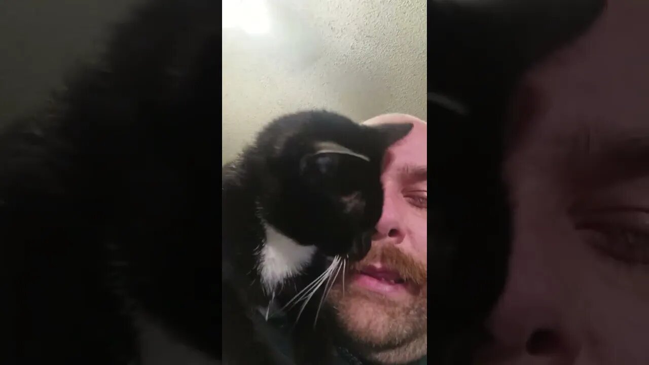 Cat missed his Daddy last night #youtubeshorts #cat #shortsfeed #shortsvideo #cutekitty #catshorts