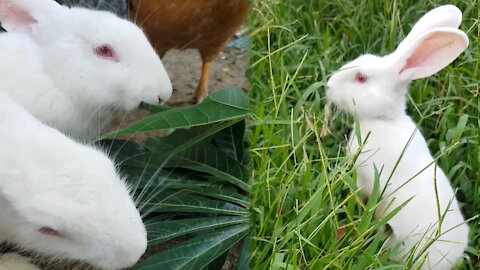moments of adorable little rabbits | animals are so cute #1