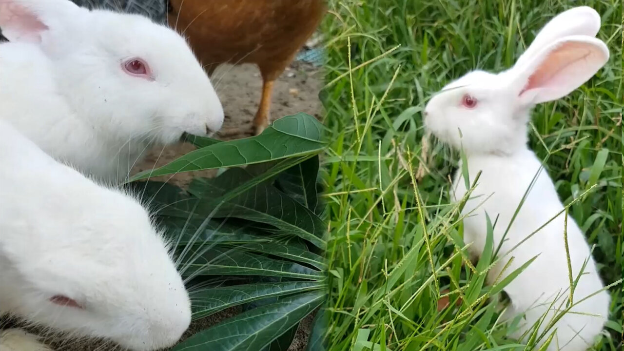 moments of adorable little rabbits | animals are so cute #1