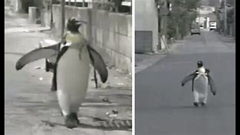 Pet Penguin in Japan- Cute animal videos- Animal lovers