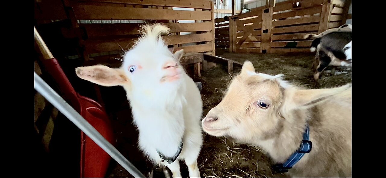 Sometimes I just like complaining about the weather | Motivational Saturday, maybe? Goats make life