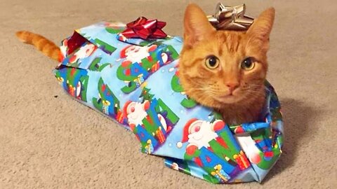 Funniest Cats 😹 - Don't try to hold back Laughter 😂 - Funny Cats Hack – 158