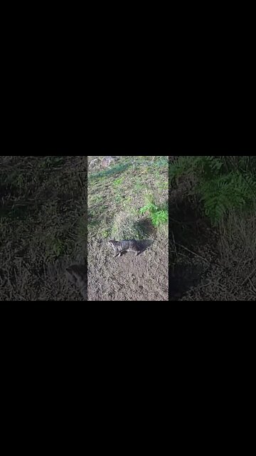 Cat is stalked by kitten