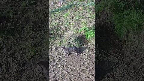 Cat is stalked by kitten