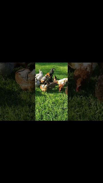 Actual Free Range #chickens #homesteading #chickenlife #freerangechickens