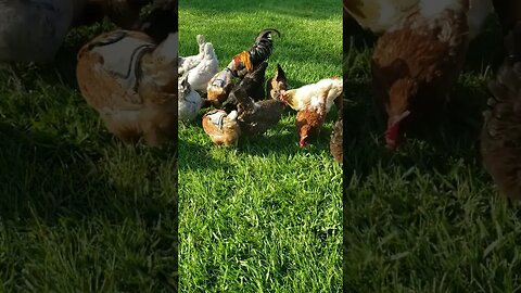 Actual Free Range #chickens #homesteading #chickenlife #freerangechickens