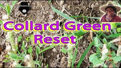 Collard Green Reset