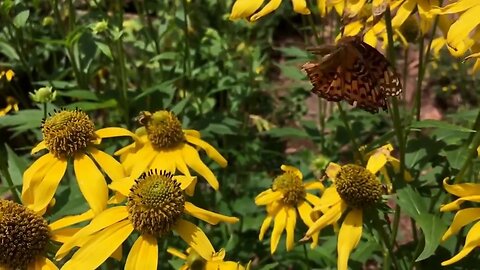 Gran Hechicero - Mariposa