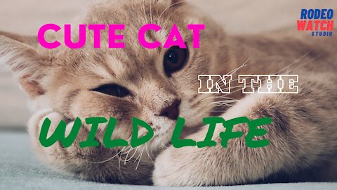Funny Cat In Your Wild Life Video Compilation 2021