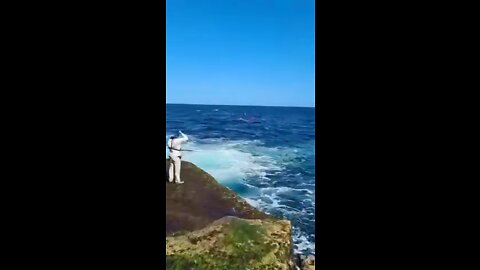 Man Eaten By Shark in Little Bay Sydney