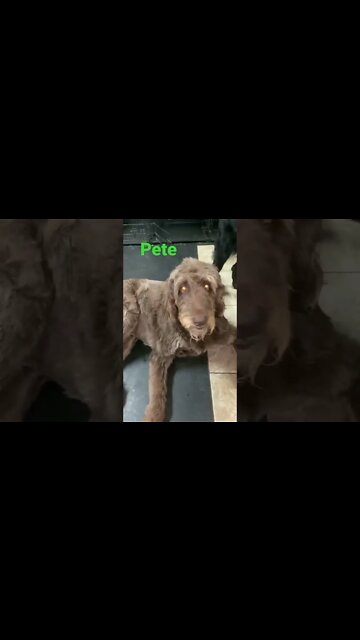 [Shorts 0163] PETE [#dogs #doggos #doggos #puppies #dogdaycare]