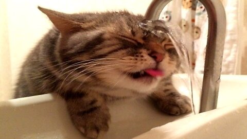 Funniest Cats 😹 - Don't try to hold back Laughter 😂