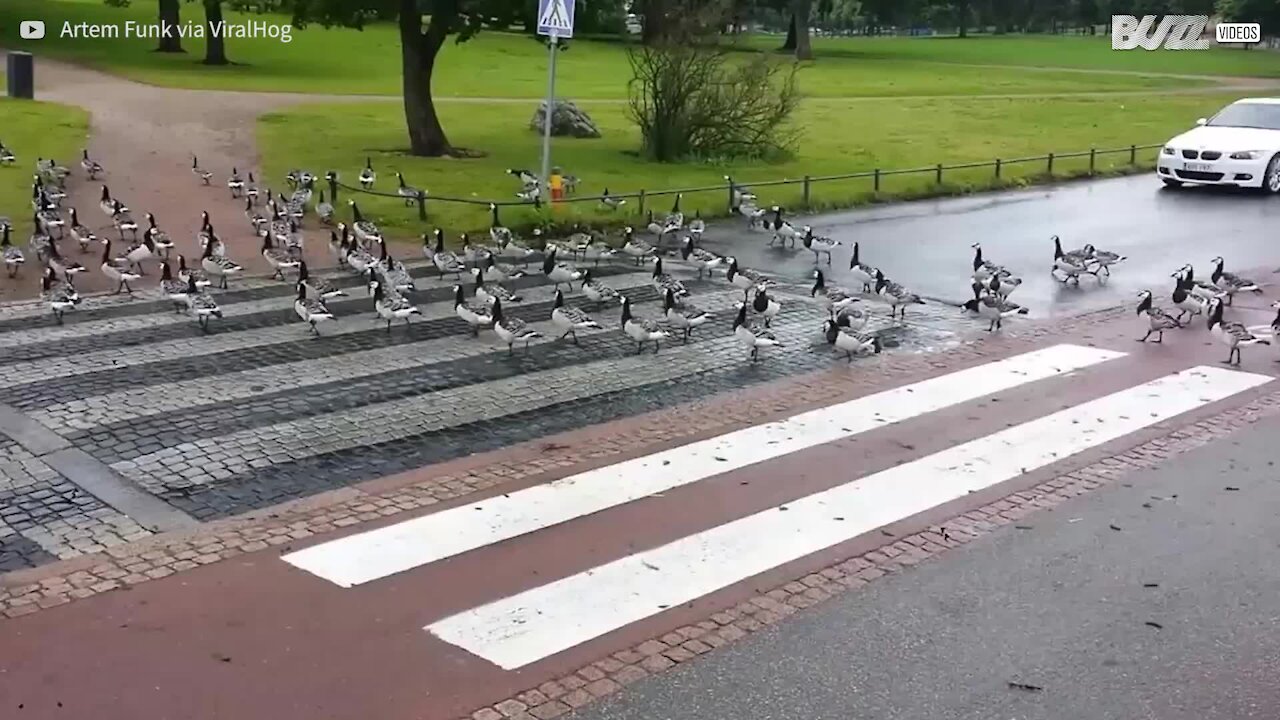 Gruppo di oche interrompe il traffico a Helsinki