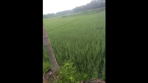 Rice trees and villages