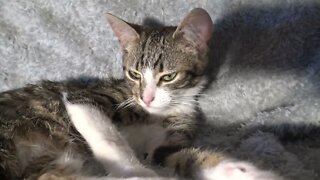 Small Cat Grooms Himself Carefully