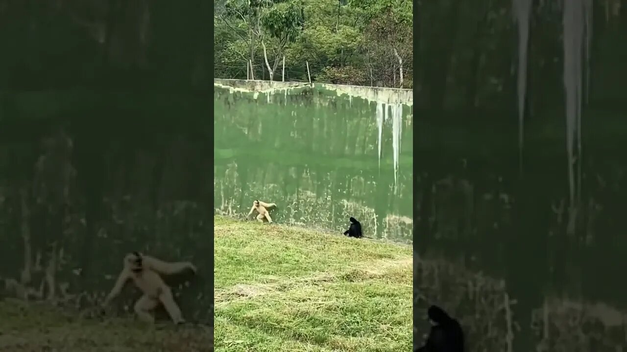 amazing video 😍😍😍 | amazing views video 😳😳 | natural amazing video ❤ #shorts(5)