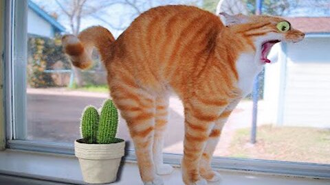 Cute Pets Doing Funny Things - Cutest Pets In The World - Compilation