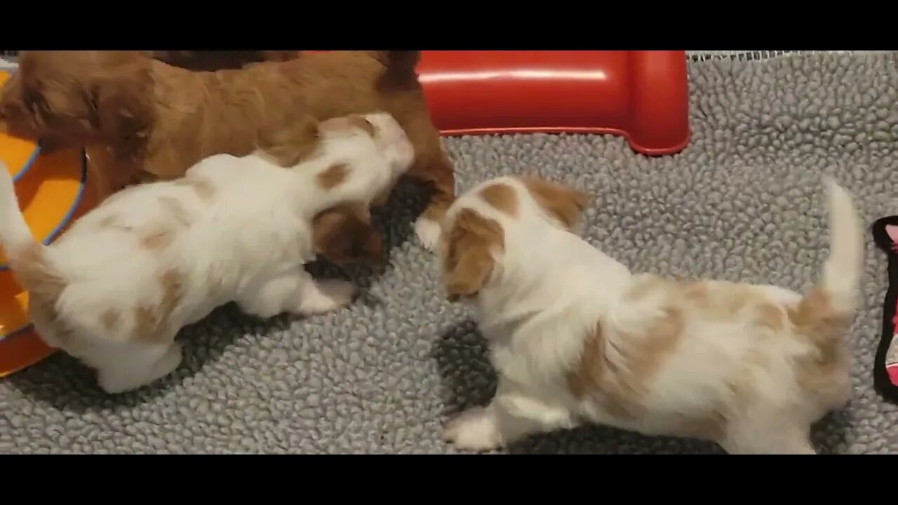 W Litter - 4.5 weeks old(2)