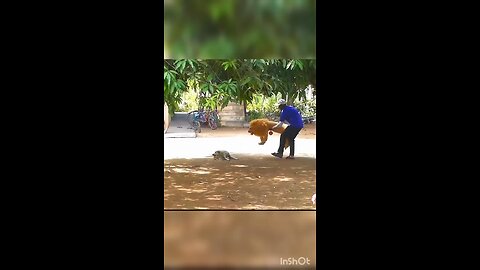 dog prank 😂