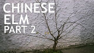 Chinese Elm Bonsai From Amazon, Part 2