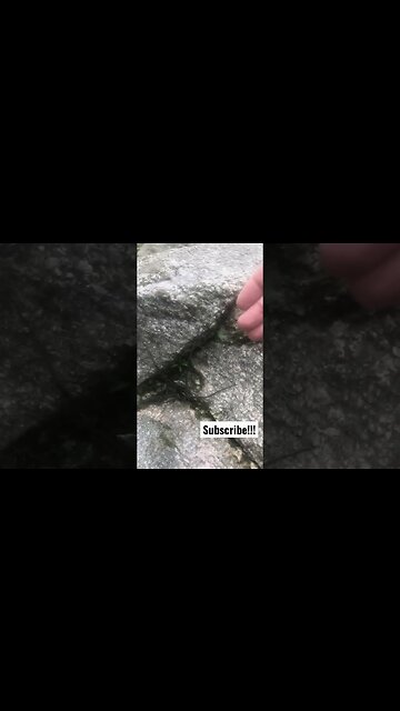 Enormous, Terrifying, Unidentified, Jungle Spider