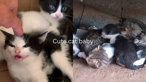 Kitten house