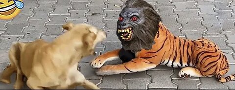 Having fun with funny comedy entertainment of man with dog 🐕🐕