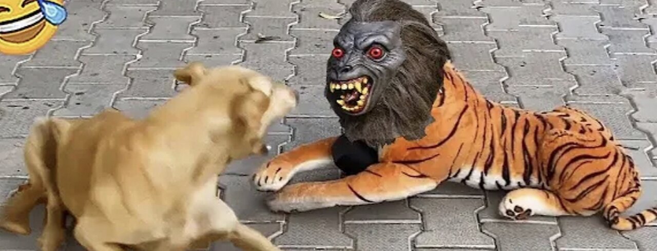 Having fun with funny comedy entertainment of man with dog 🐕🐕
