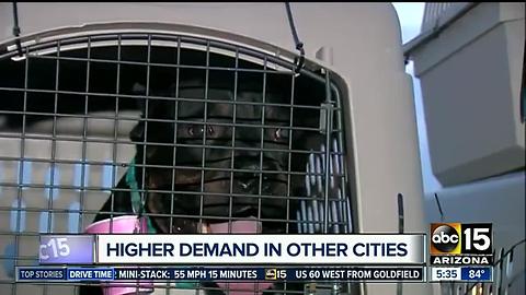 Dozens of dogs, cats flying to Seattle to be adopted