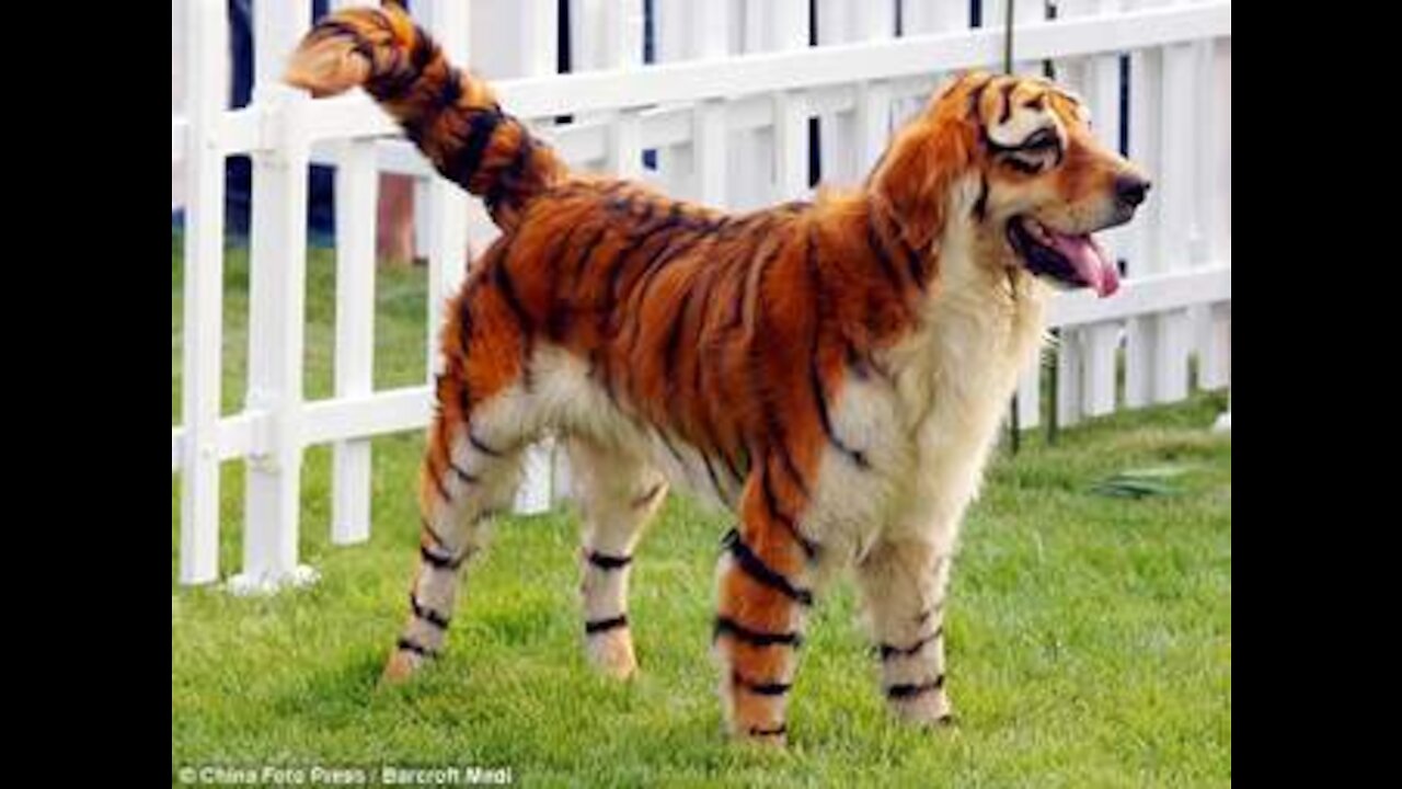 Wow Fake Tiger Prank Dog No Run So Very Funny Prank 2021