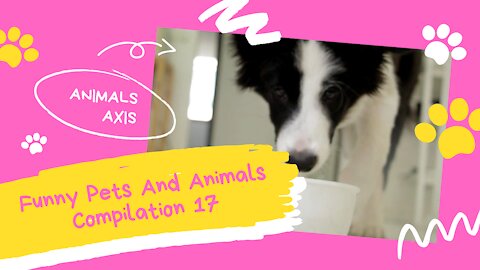 Funny Pets And Animals Compilation 17