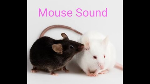 Mouse Sound