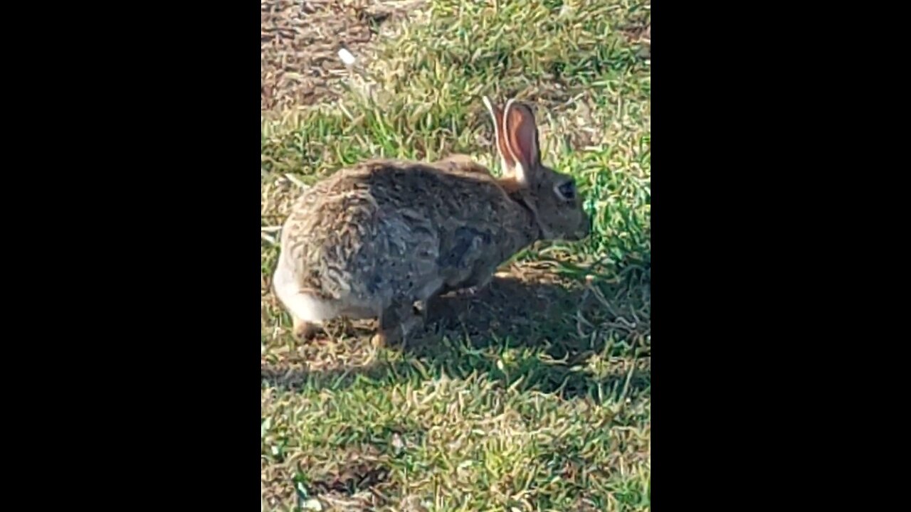 English wild rabbit