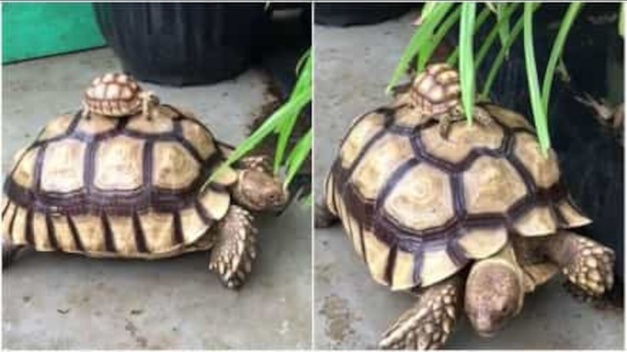 Skildpaddeunge får lift af ældre skildpadde