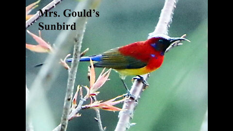 Mrs Gould's Sunbird bird video