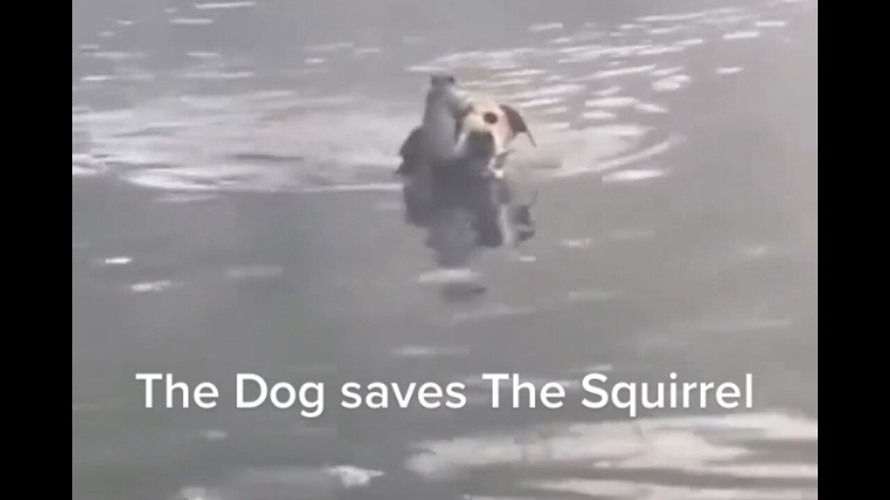 The dog saves the squirrel