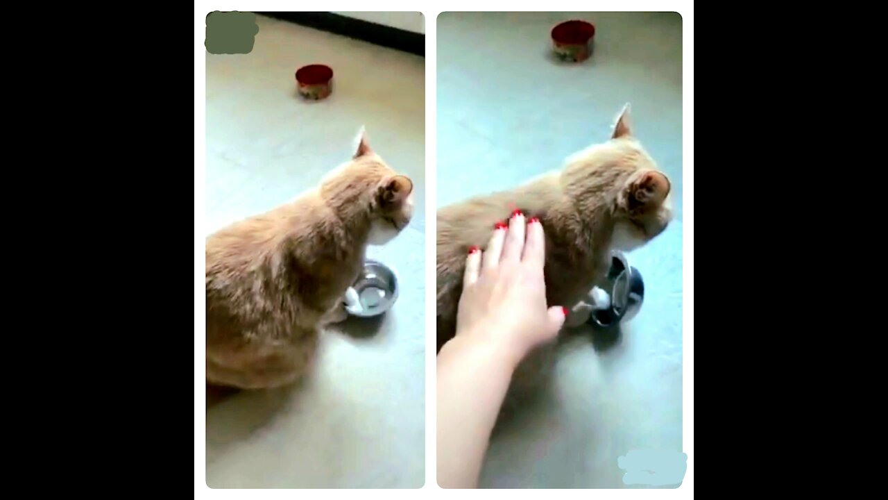 Hunger cat ignore the owner all the time 🤣🤣
