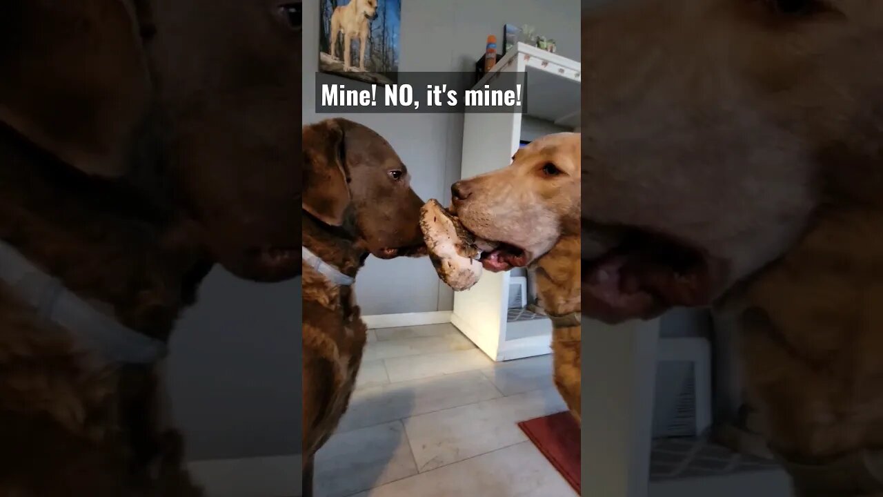 Who will win? #lifewithdogs #allmine #itsmine