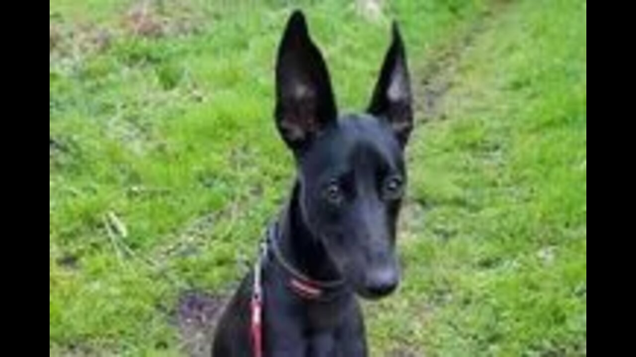 Bat-eared puppy returned to RSPCA three times desperately needs a home