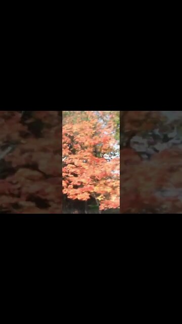 More Fall In Maryland #Shorts 🍁