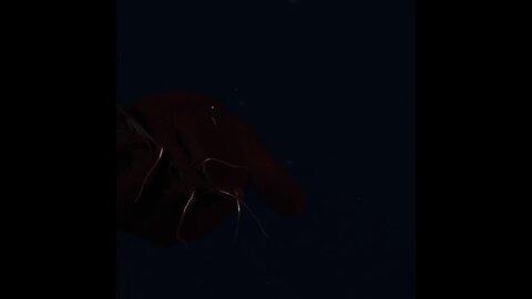 This living found on 800m down | #Shorts #animal