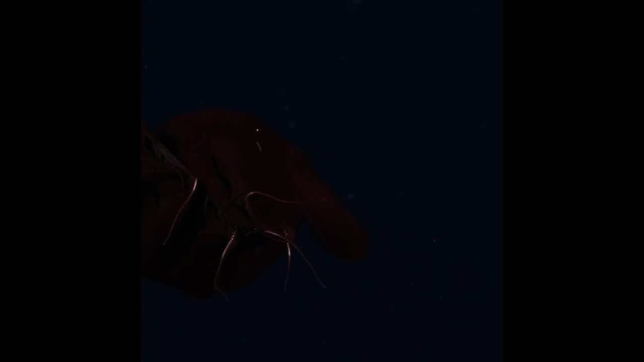 This living found on 800m down | #Shorts #animal