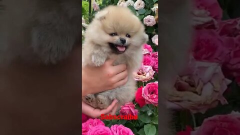 funny she dogs video || funny dog video ||cute funny video